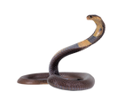 Snake transparent png