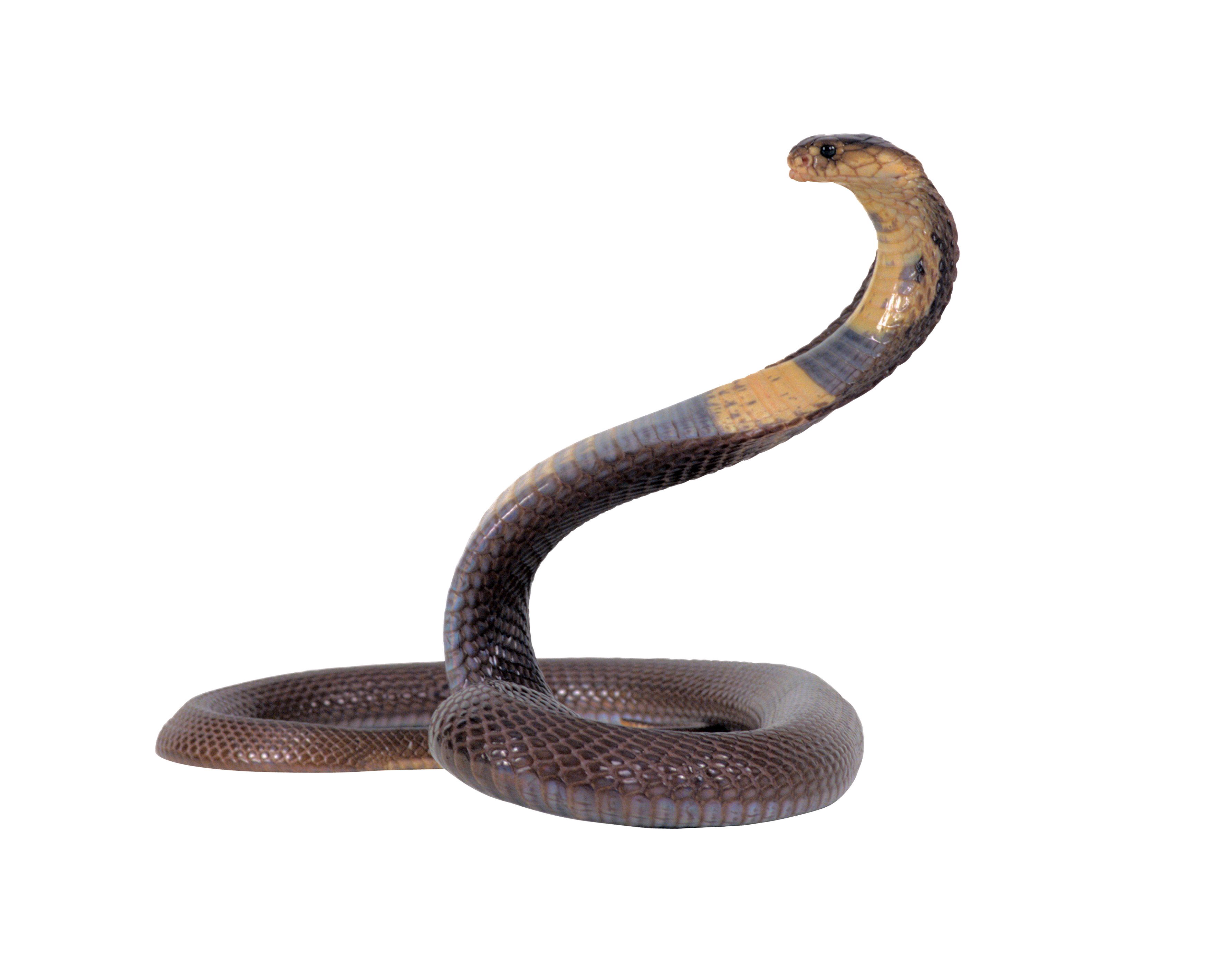 Snake transparent png