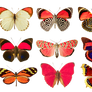 Butterflies png