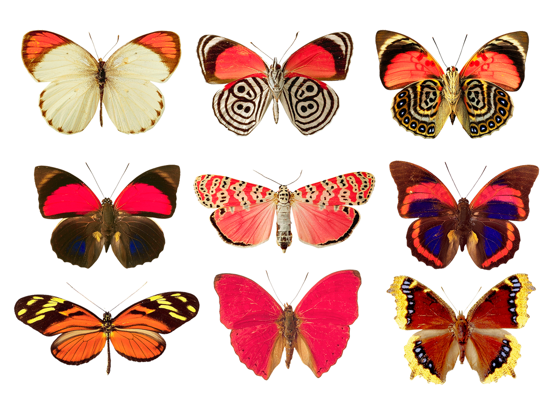 Butterflies png