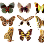 Butterflies2 png