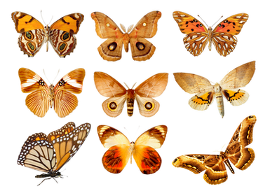 Butterflies3 png