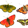 Butterflies4 png