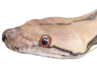 Snake 2 transparent png
