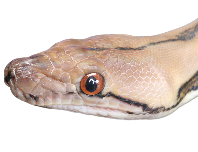 Snake 2 transparent png