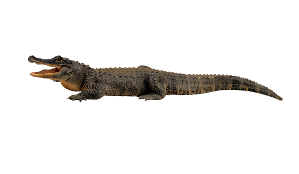 Crocodile png