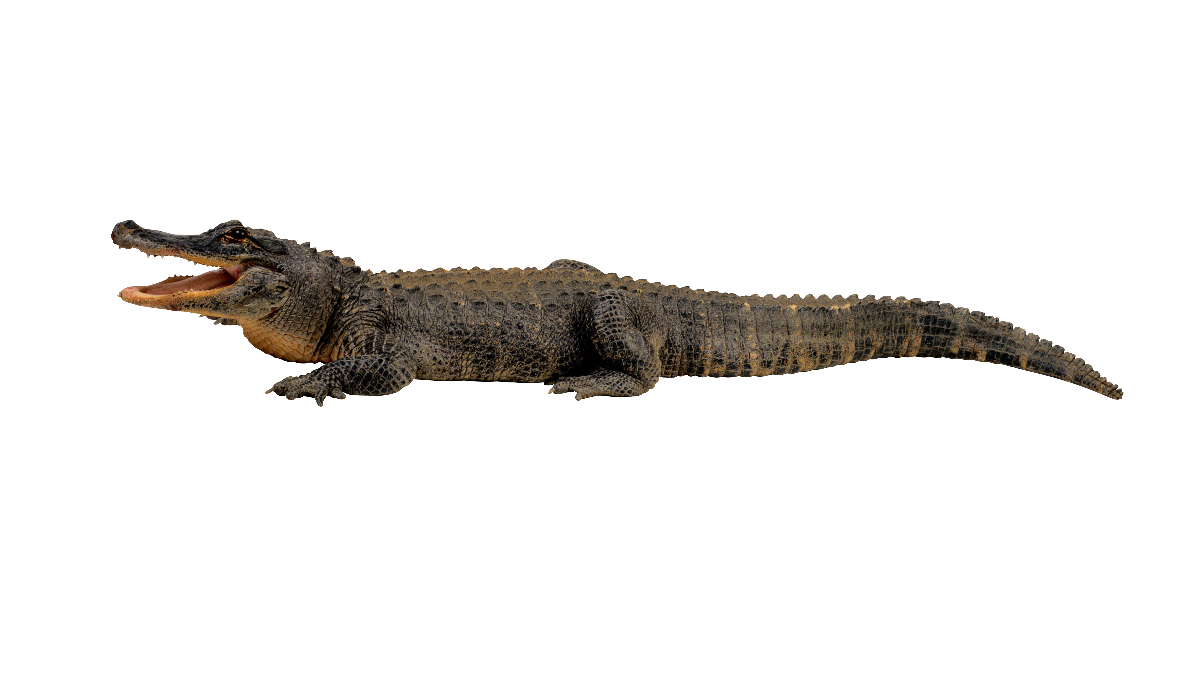 Crocodile png