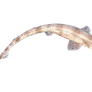 Fish png