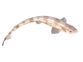 Fish png