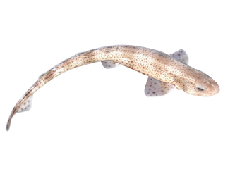 Fish png
