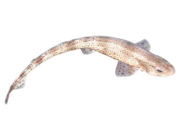 Fish png