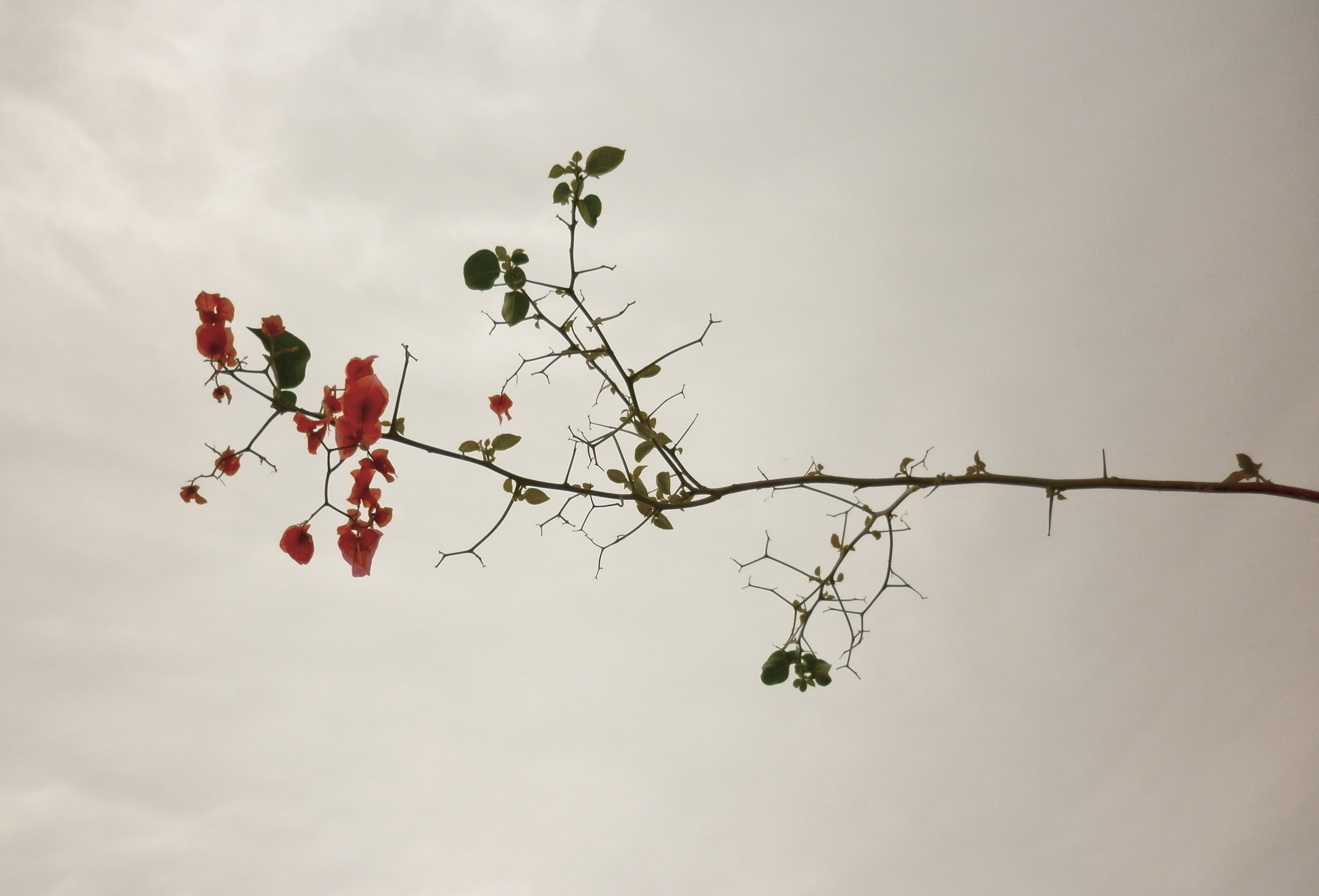 Branch with flowers