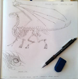 Dragon Anatomy Study