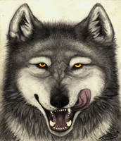 Wolfy~