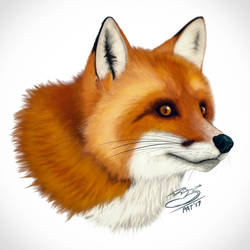Fur Study - Adorable Fox is Adorable