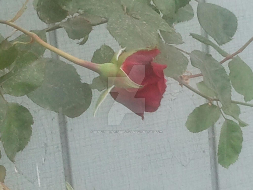 Rosebud 