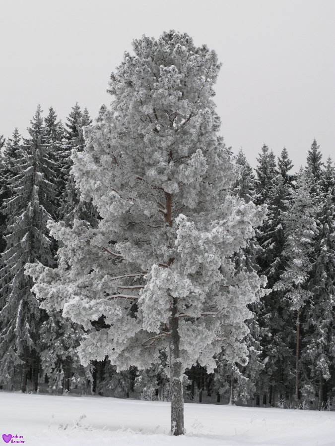 Crowned by the Winter