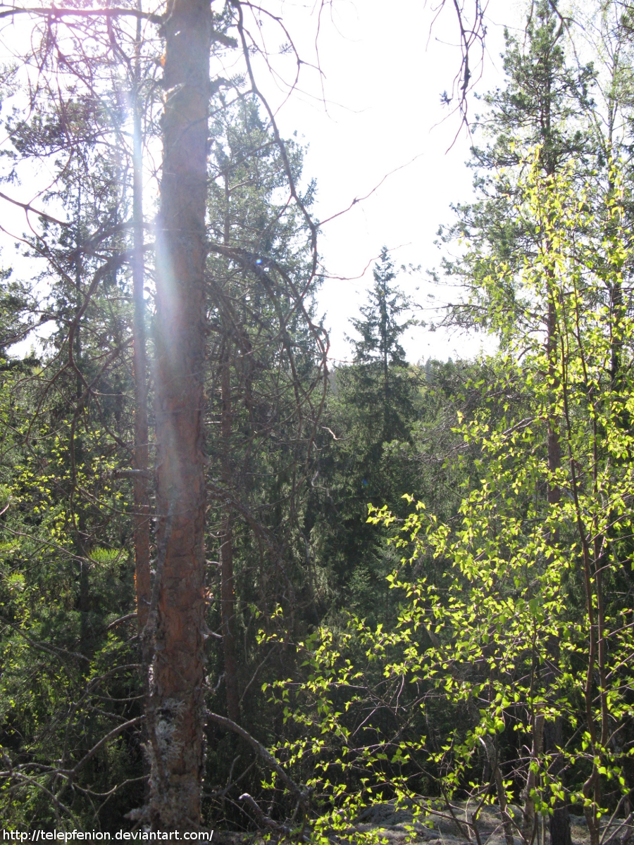 Tree Tops