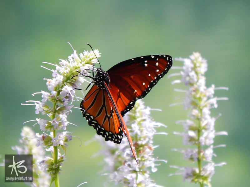 Queen Butterfly