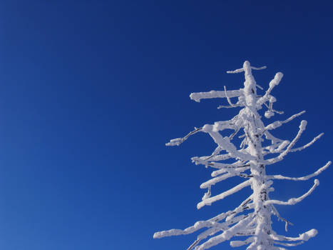 frozen tree