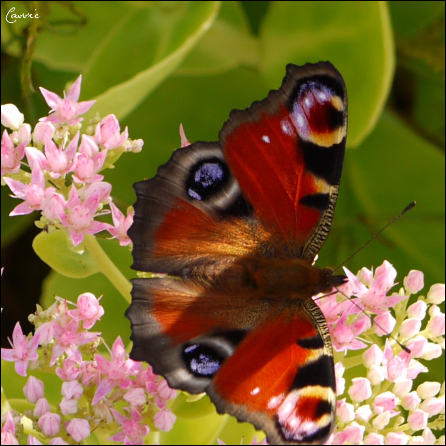 Colored butterfly