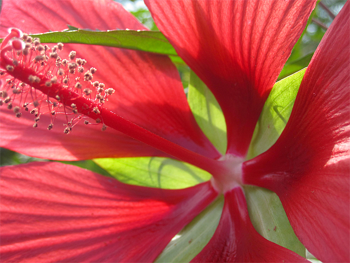 Close Up of Red