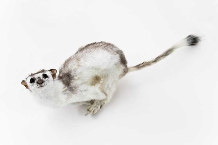 Run, Ermine