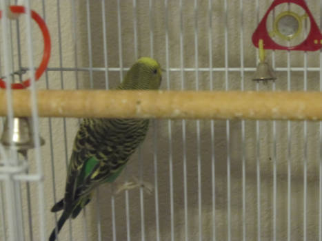 My bird nuzzling against his cage pic 1