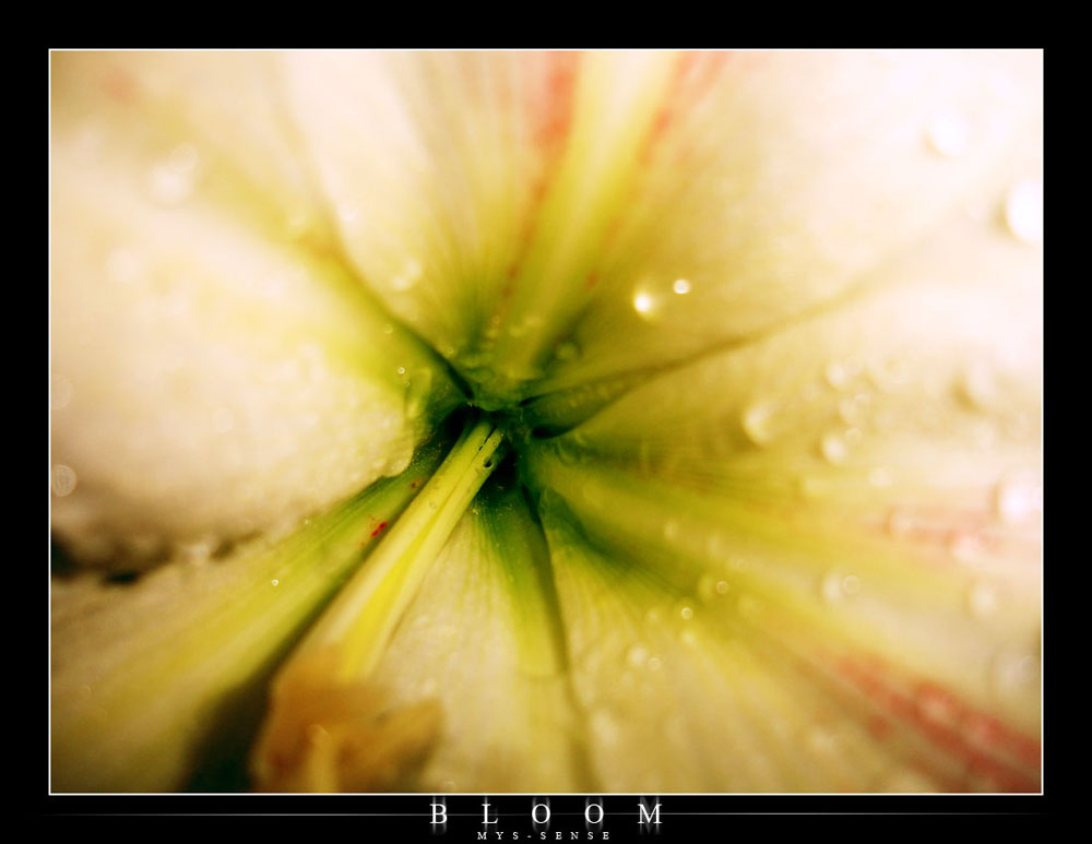 Bloom