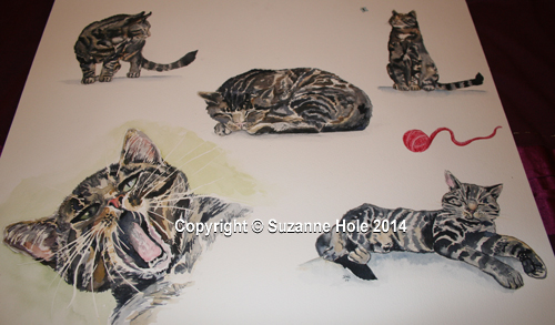 Watercolour studies of a cat