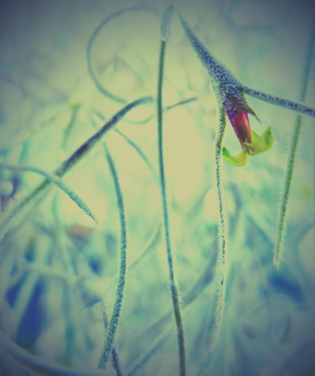 Spanish Moss in Flower rework.