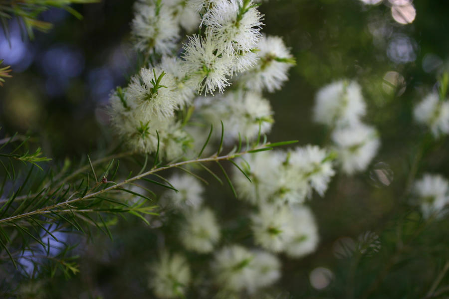 pretty flowers