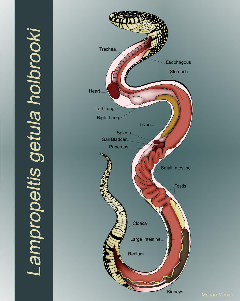 Строение питона. Строение внутренних органов змей. Анатомия змеи. Внутреннее строение змеи. Анатомическое строение змеи.