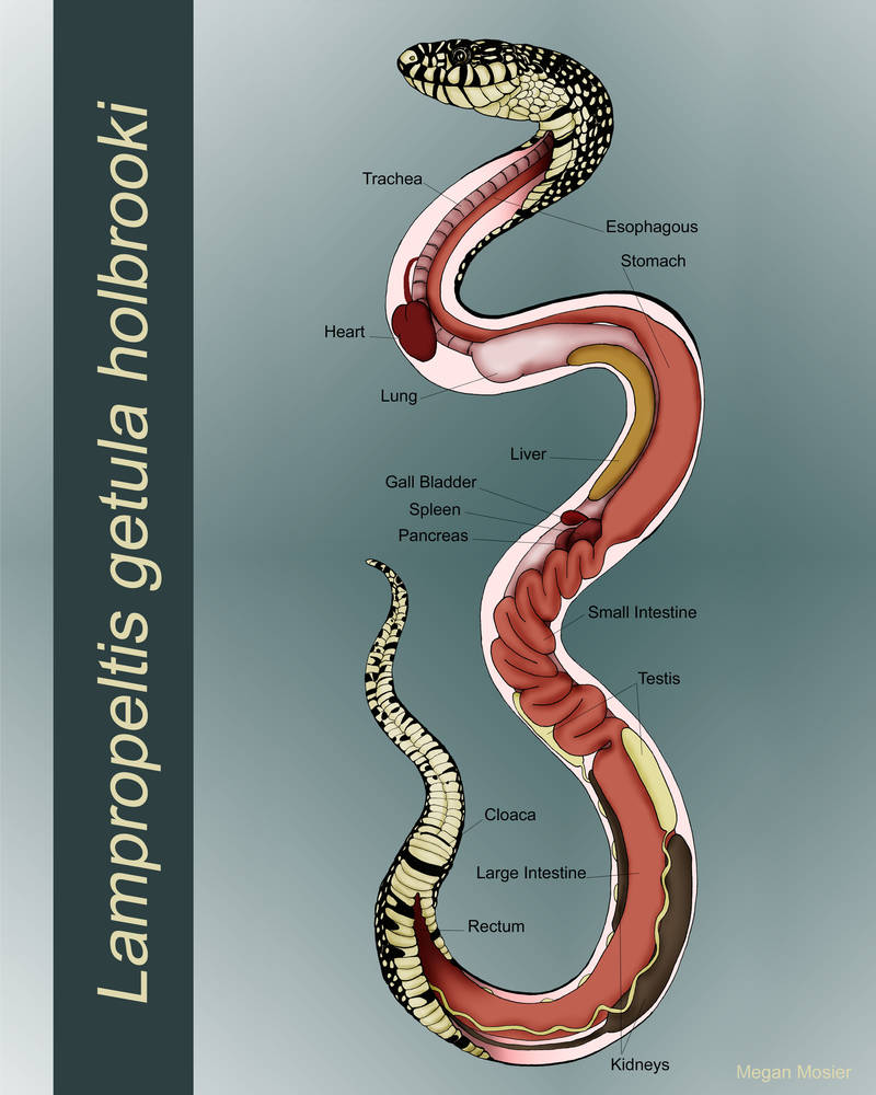 Anatomy of a Snake by MeganMosier on DeviantArt