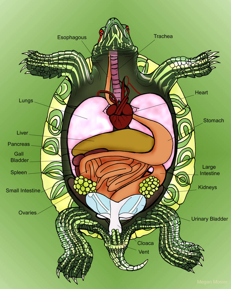 Anatomy of the Turtle by MeganMosier on DeviantArt