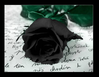 black rose