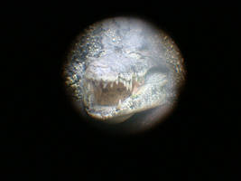 Crocodile Through Telescope