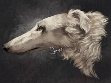 Borzoi