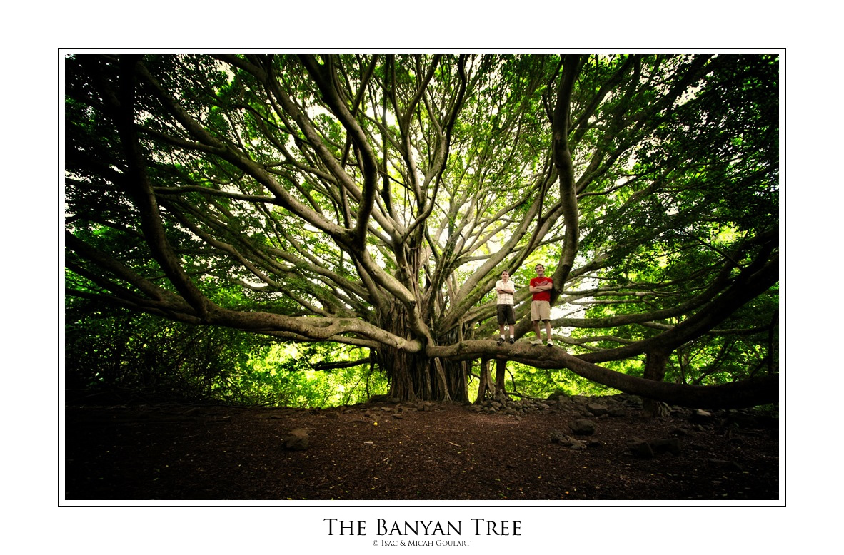 the Banyan Tree