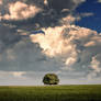 the lonely tree