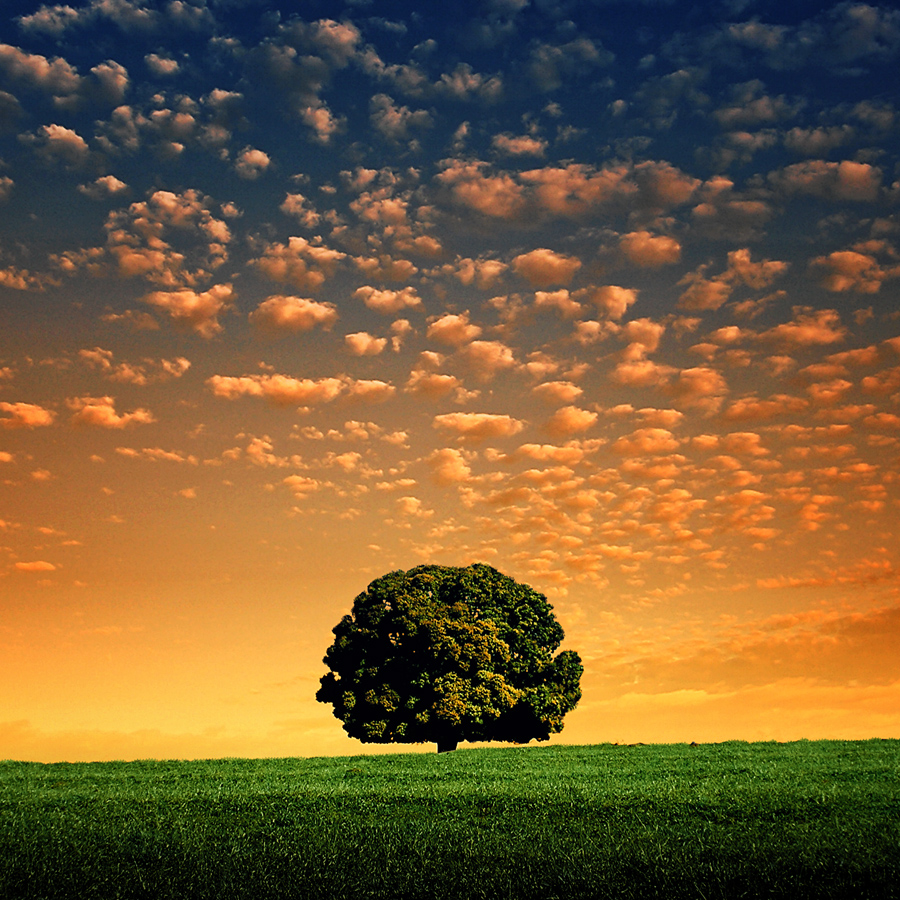 Lonely Tree III