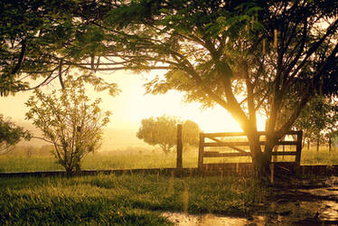 the Afternoon Rain