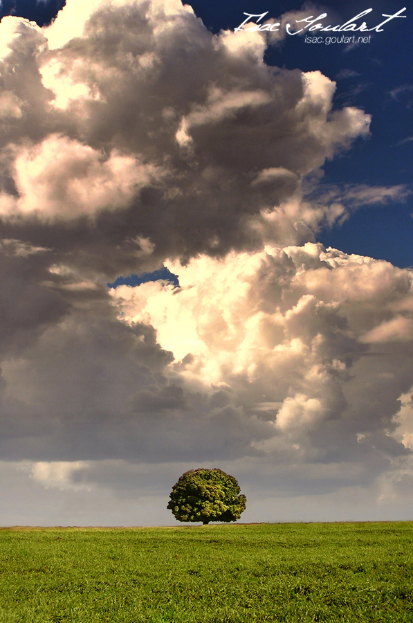 The Lonely Tree