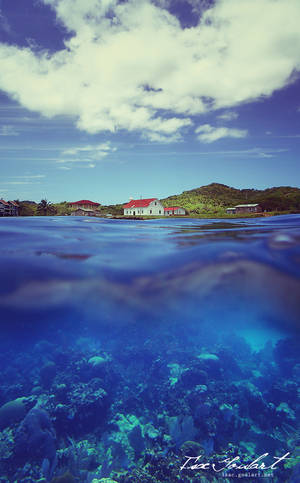 Island Congregation by IsacGoulart