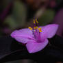 Tradescantia Pallida - Wondering Jew