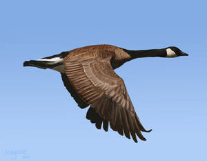 Canada Goose