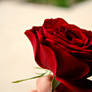 Red Rose