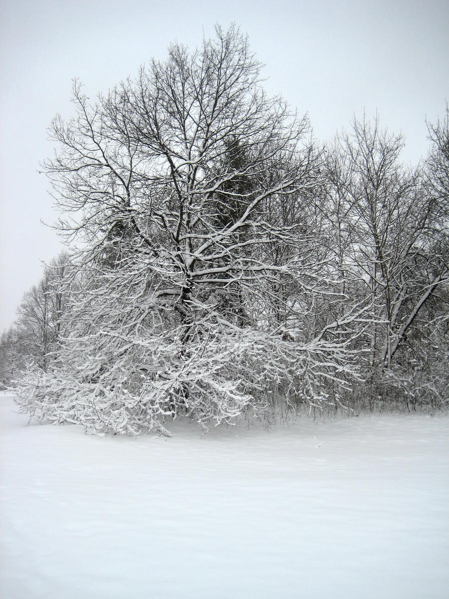 white trees