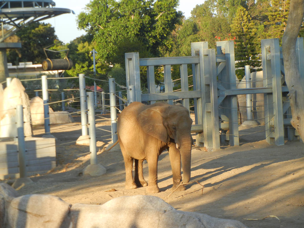 Elephant Stands Alone