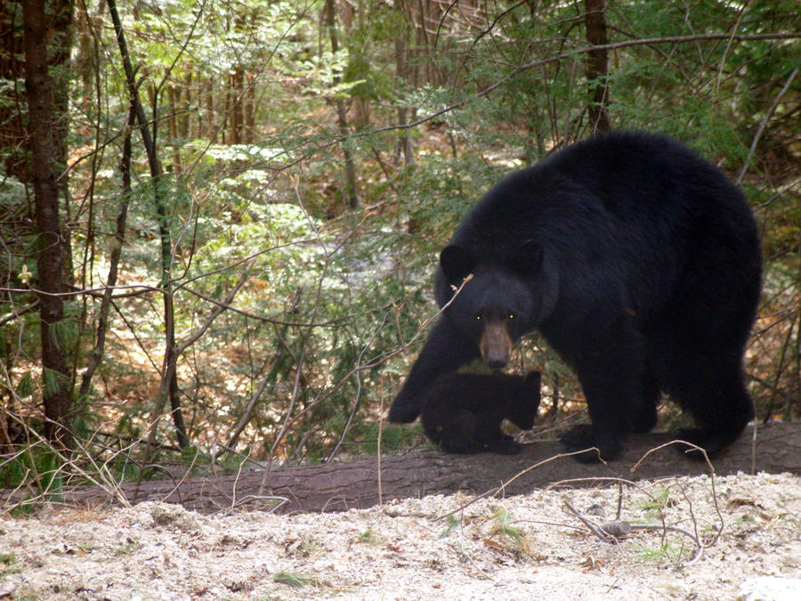 Mother Bear